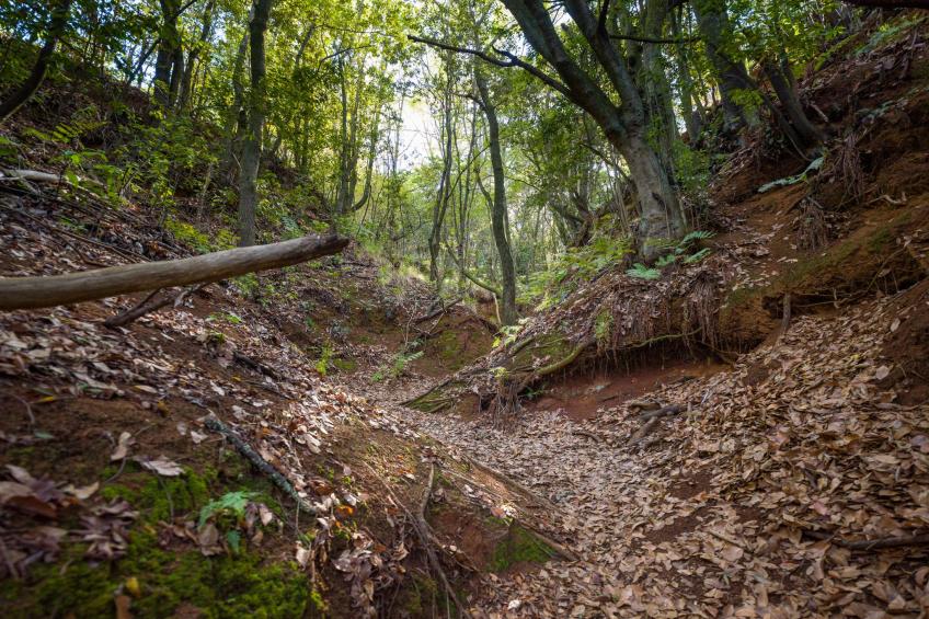 Sombra del Laurel - foto 25