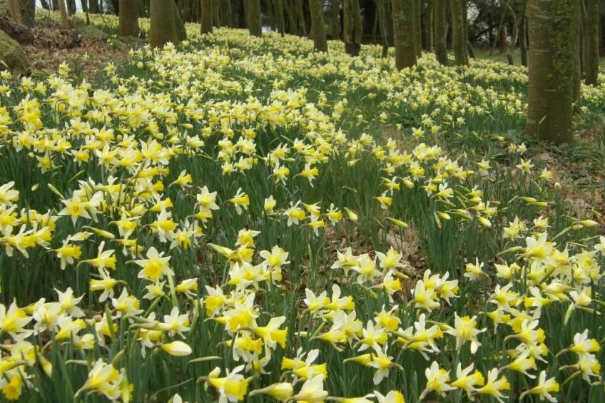 "Tromeal Lasalle" blick auf das Meer. Mit 4 Sternen klassifiziert - foto 30