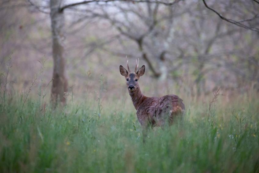 Le petit Nichoir - foto 35