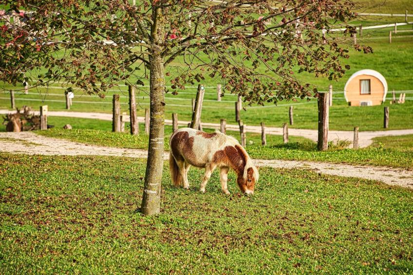 Visnja Gora Meadow Hideaway with Terrace - One Bedroom Cottage with Terrace (owner Hiška na skalci) - foto 22