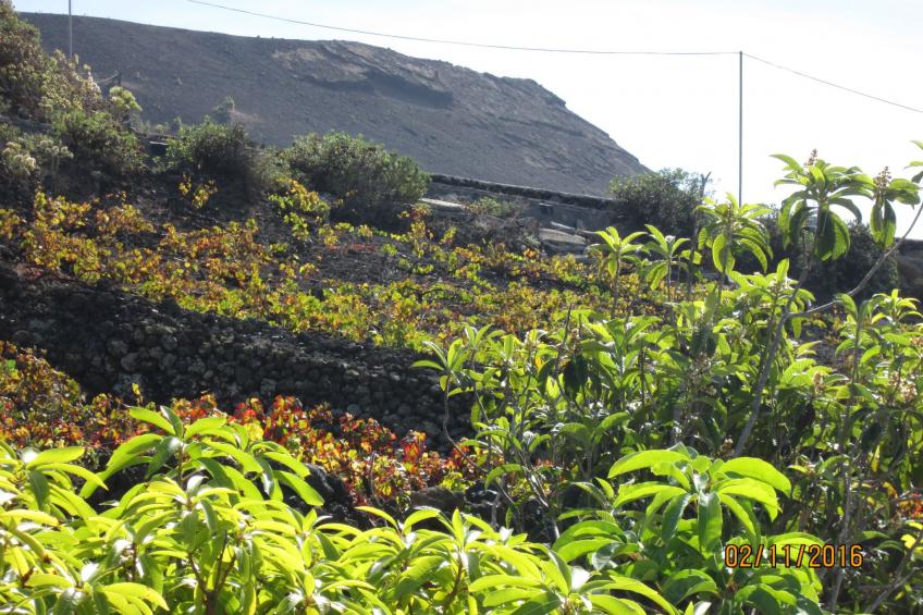 mit Garten und wunderbarer Aussicht - foto 14