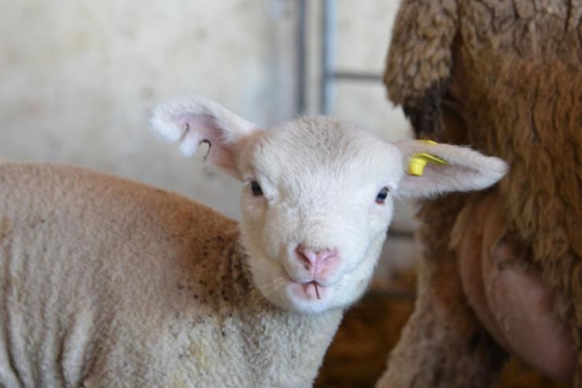 Biohof Furn - foto 15