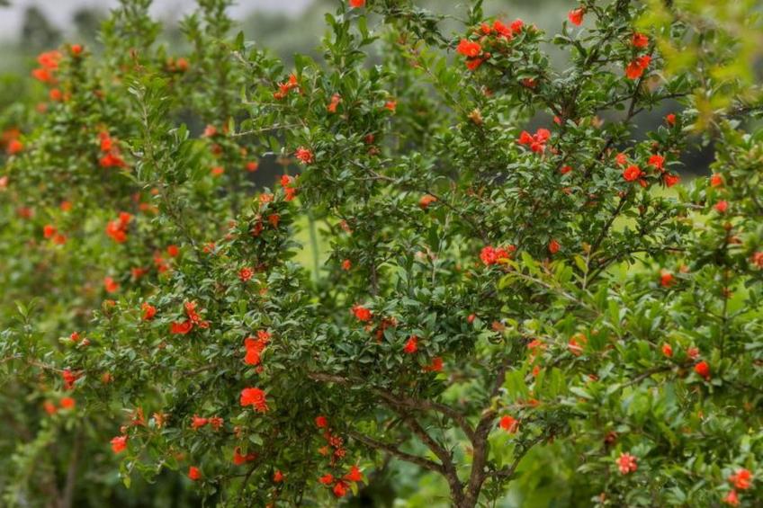 Fantastische Villa Anastasia mit großem Pool - foto 70