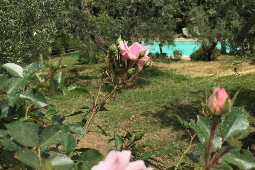 Wohnung in Monte San Savino mit Großem Grill - foto 56