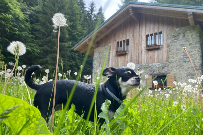 mit Sauna in Pieve Di Bono - foto 37