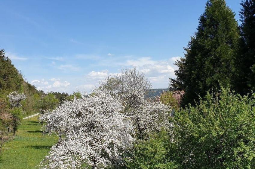 Schwarzwaldglück - foto 25