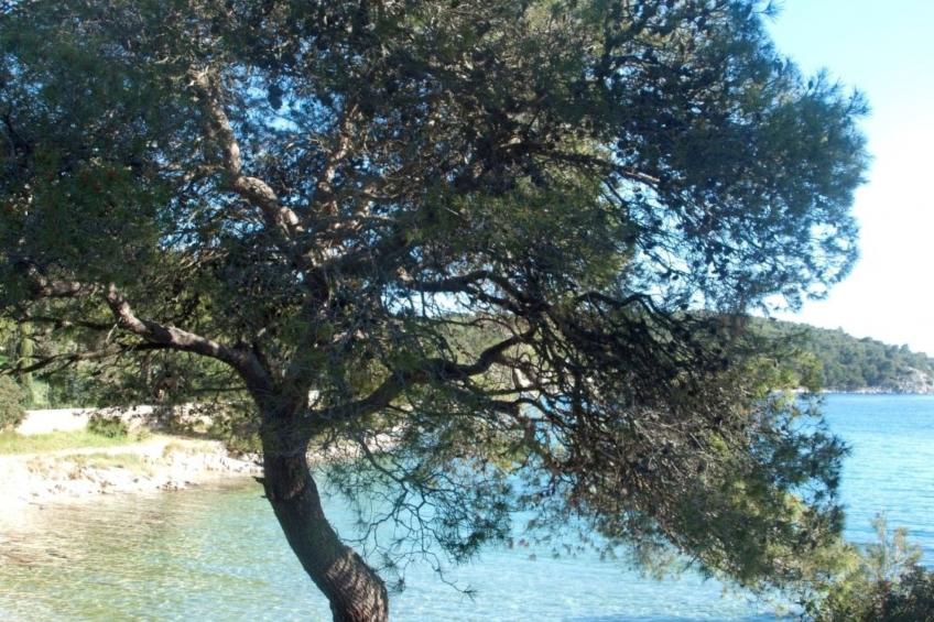 für 4 Personen ca. 60 m² in Milna auf Brac, Adriaküste Kroatien (Kroatisch - foto 19