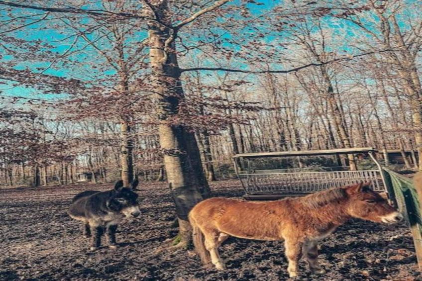 Les Trois Feuilles - foto 30