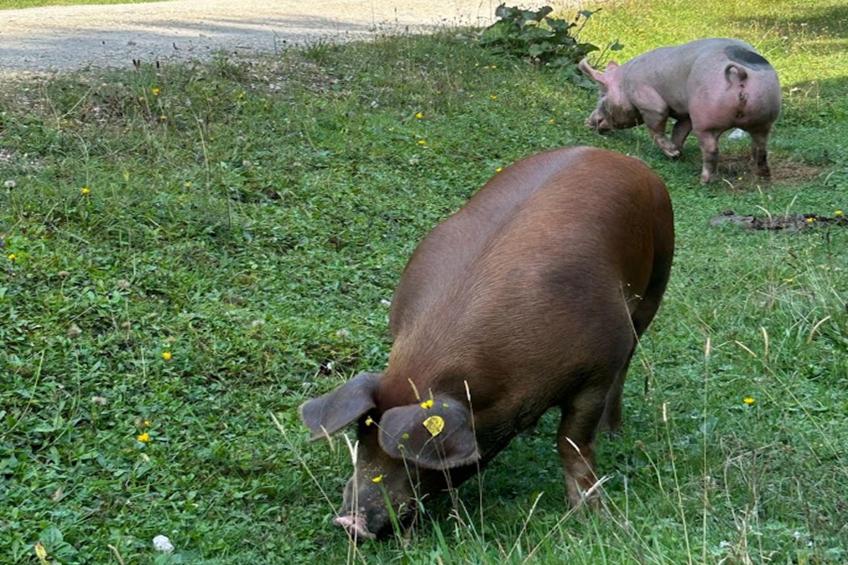 Traunerfeld - foto 50