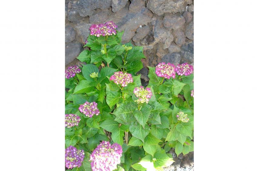 Traditionelles kanarisches Landhaus - foto 39