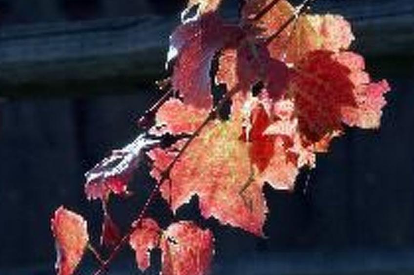 für 8 Personen  + 4 Kinder ca. 200 m² in Ptuj, Untersteiermark (Drau Slowe - foto 13