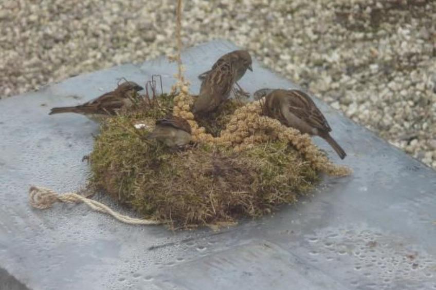 Wohnung auf dem Bauernhof - foto 48