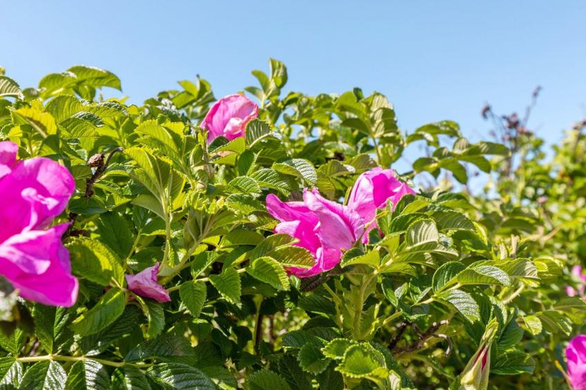 "Dorina" - 400m from the sea in Bornholm - foto 10