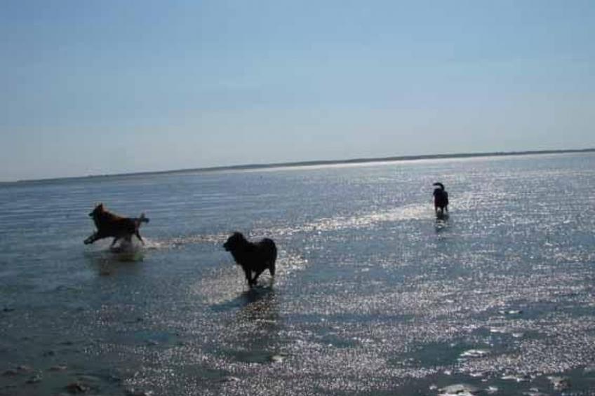 in Mühlendeich mit Großem Garten - foto 44