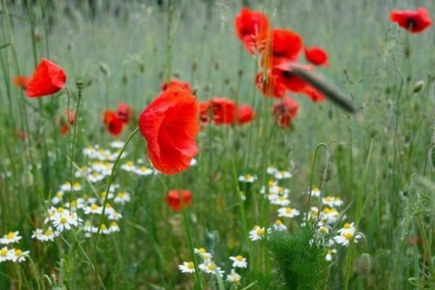 Haus am Feld 2 - foto 17