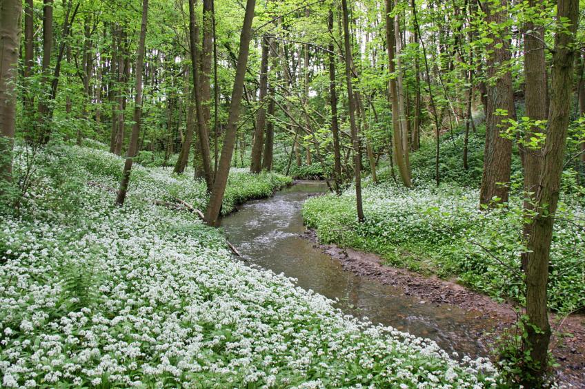 Ingleby Manor - Manor Cottage - foto 4