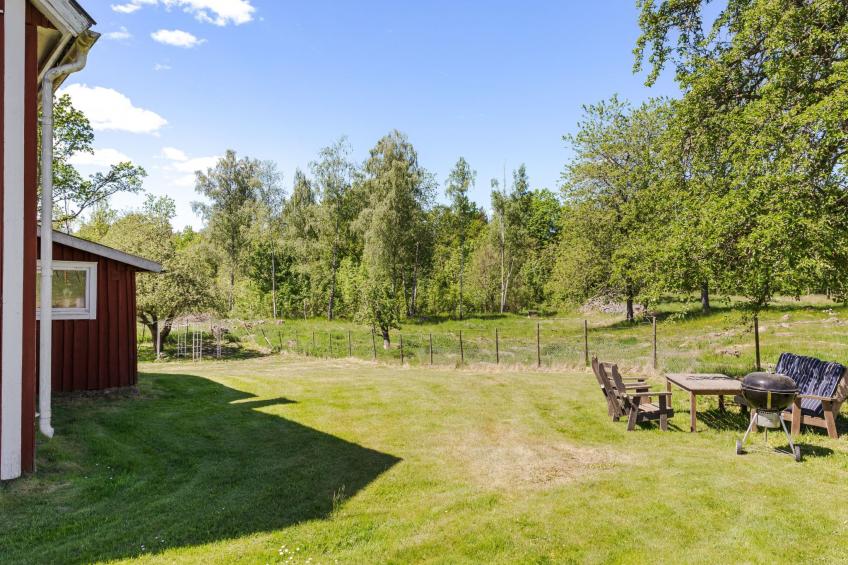 Piggsmåla - foto 18
