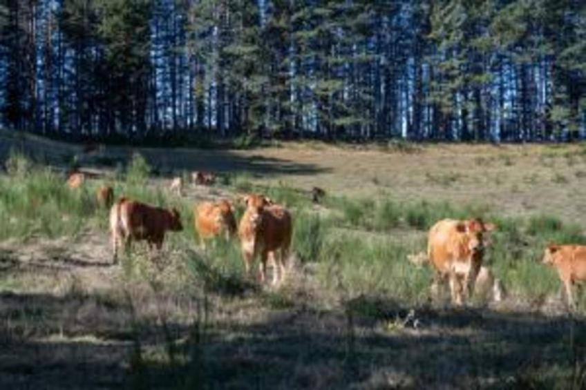 Lucia e Renzo - foto 25