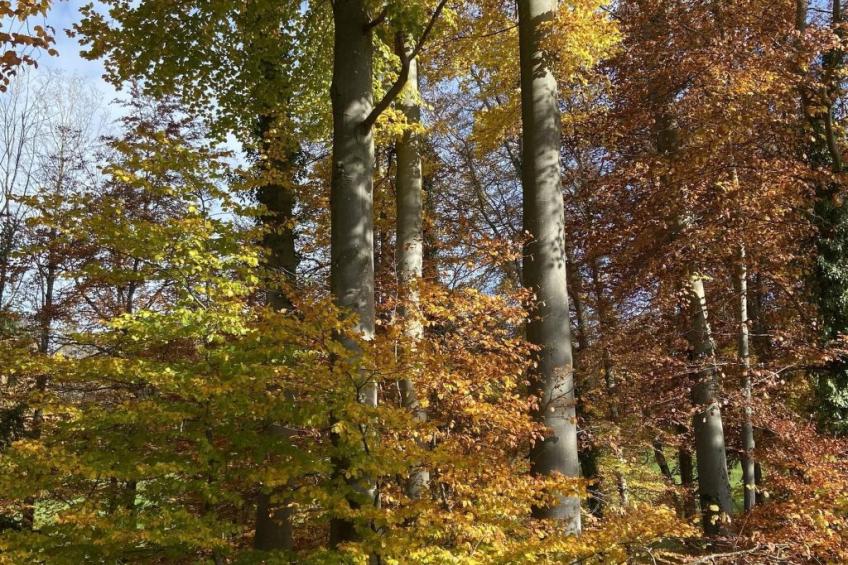 Alte Dorfschule - foto 35