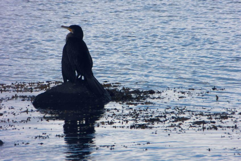 Urlaub am Meer im Ferienhaus mit Sauna - foto 4
