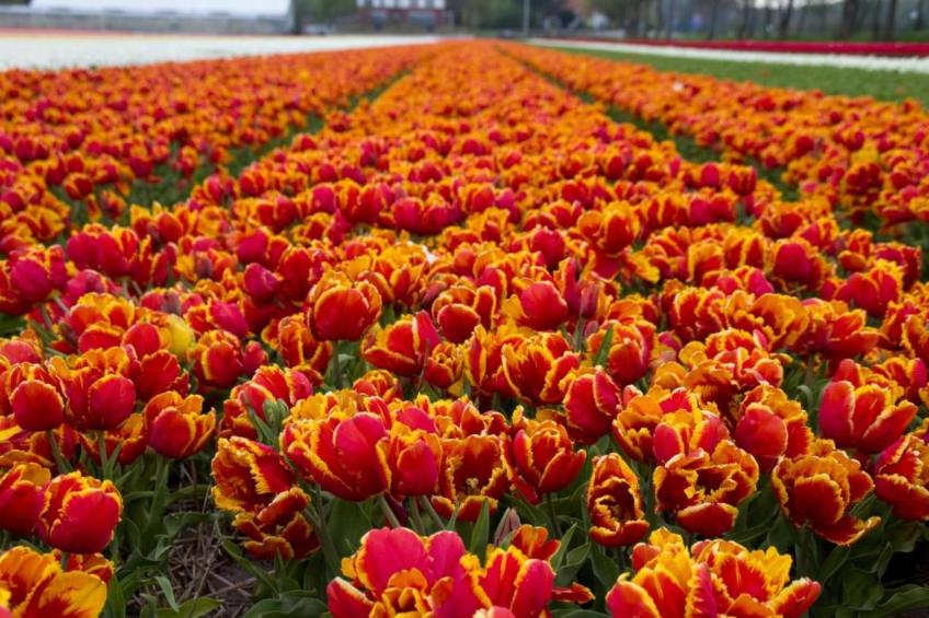 Strandpark Vlugtenburg 13 - foto 33