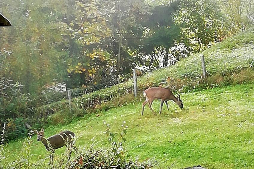 Haus Traunsee-Blick - foto 35