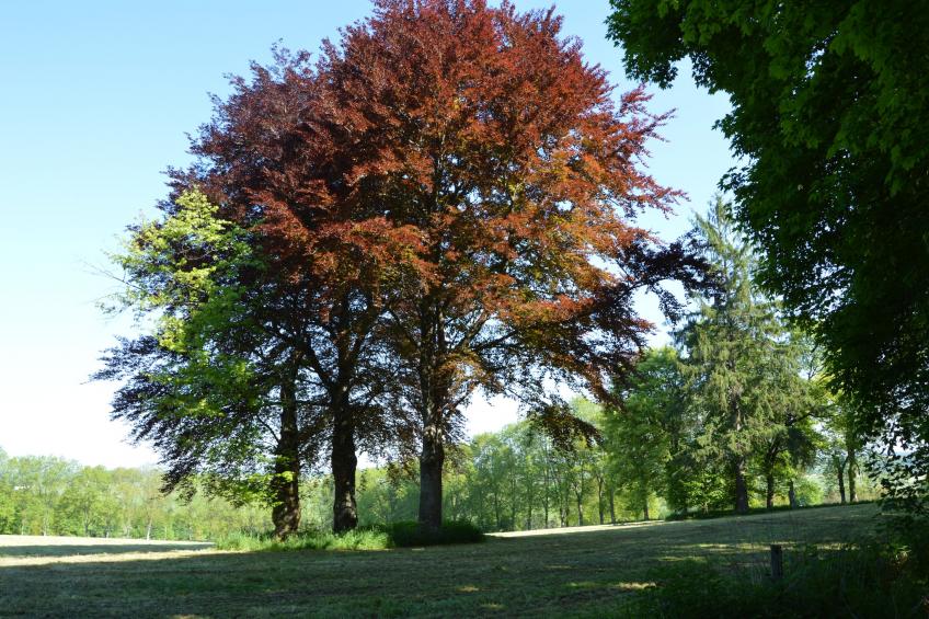Borlonette - foto 25