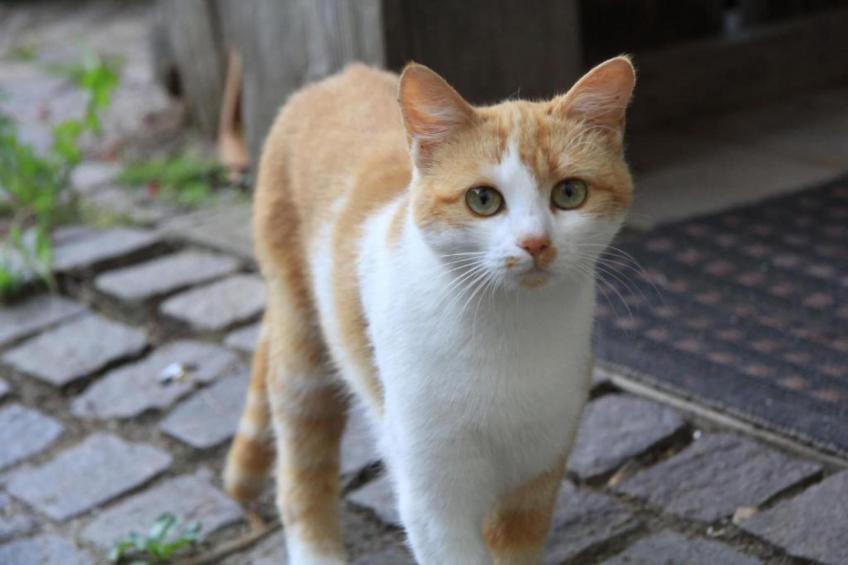 Rose Cottage, Kingsand - foto 32