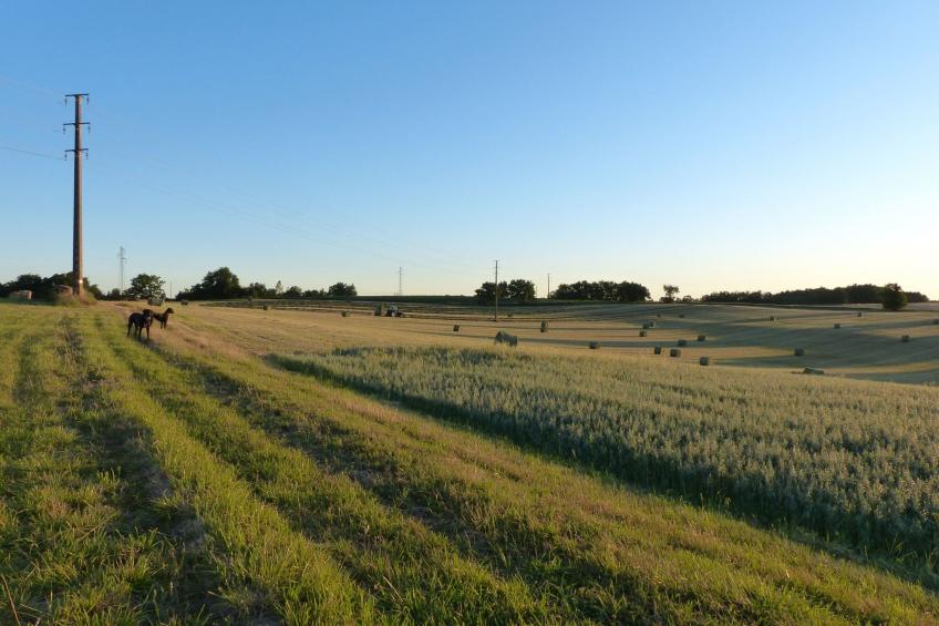 La Ferme des Paons - foto 37