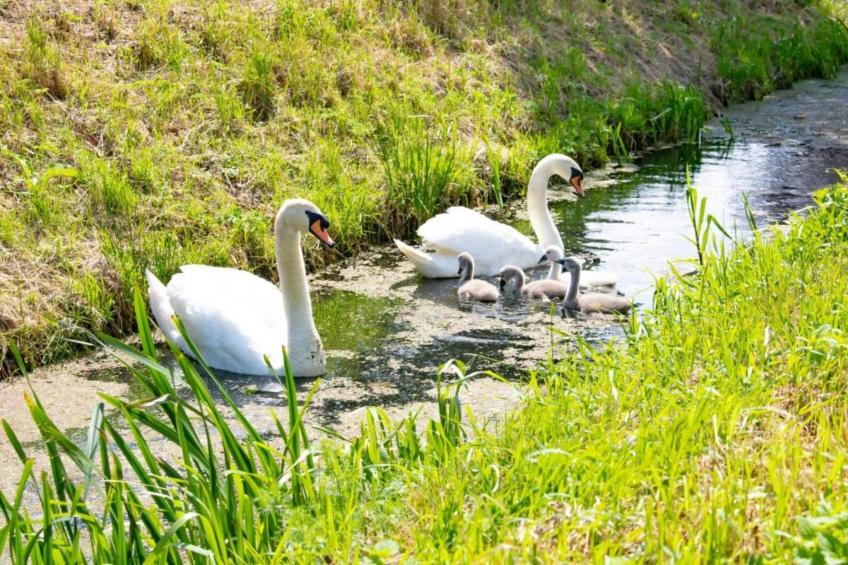 Halseweg 54 - foto 28