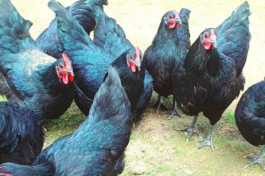 Gemütliches Ferienhaus Angermanland - höga Kusten - foto 35