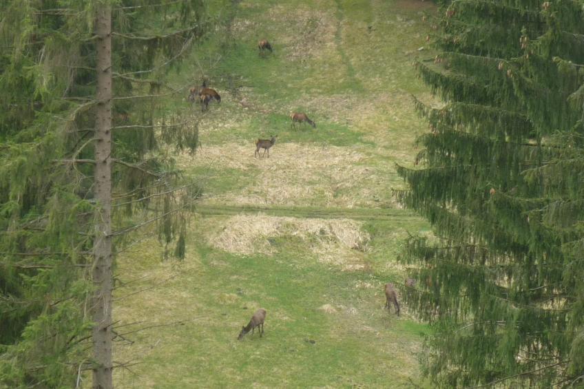 für 9 Personen im Thüringer Wald - foto 22