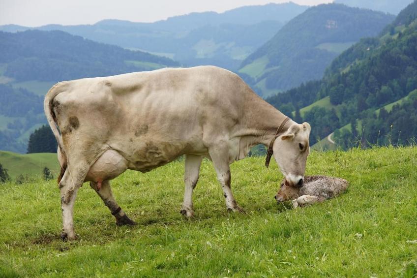 Alpakahof Ferien - foto 13