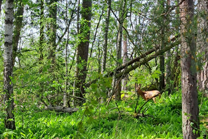 Villa kallahti beach view helsinki - foto 8