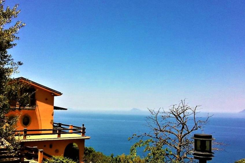 Flache Zeder - foto 2