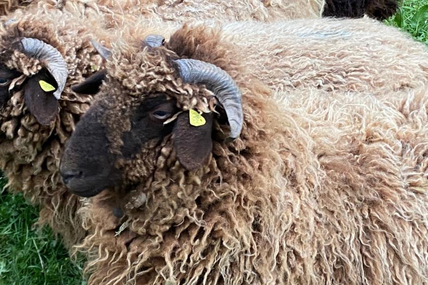 Ferien im Baudenkmal Mühle - foto 19