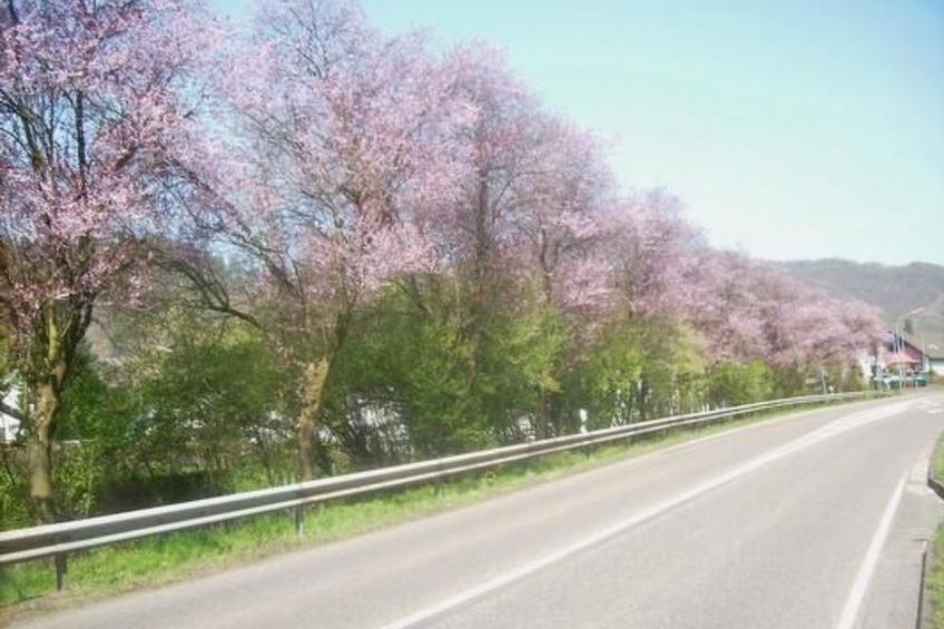 in Waldbreitbach mit Whirlpool - foto 20