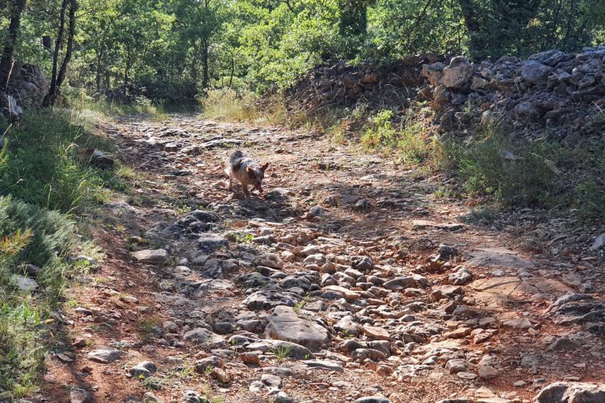 Klimatisiertes Mas Les Heures Bleues mit Pool - foto 29