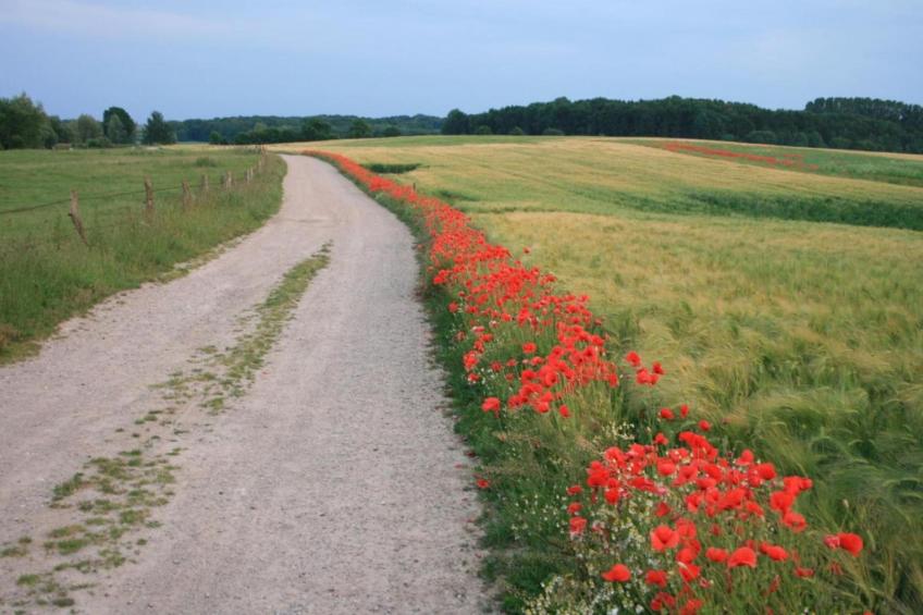 Hohe Düne - foto 39