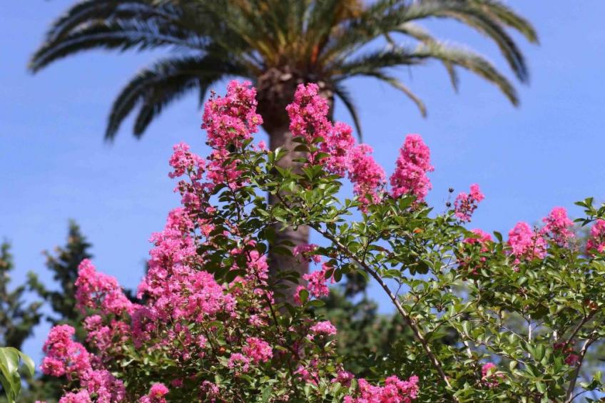 Villa Mascotte - foto 23