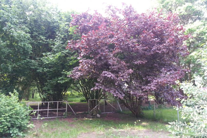 in Bad Bederkesa mit Garten - foto 13