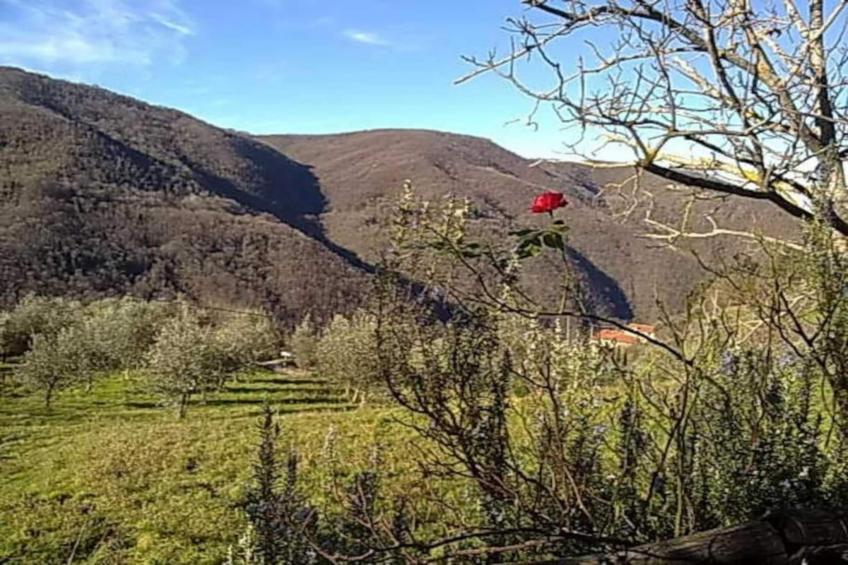 Canaiolo - foto 38
