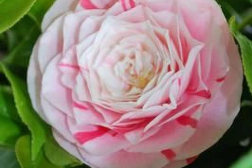 Casa Ghiggi "Ticino" - foto 10