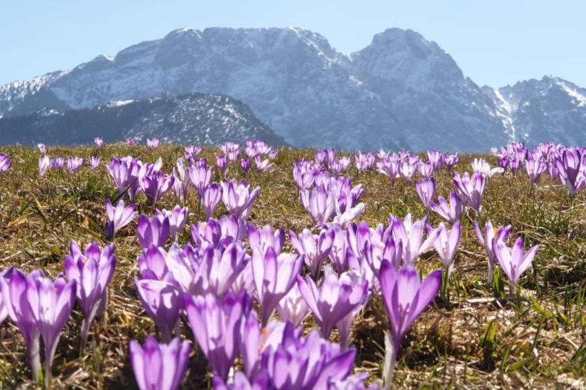 Krokus Tal Dorf unter der Tatra - foto 28