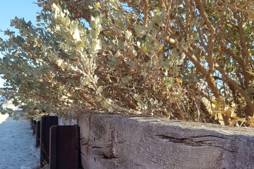 "Estrelinha da Fuzeta" - foto 35