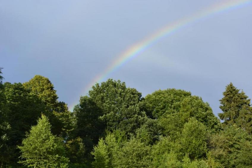 L'Orchidee - foto 36