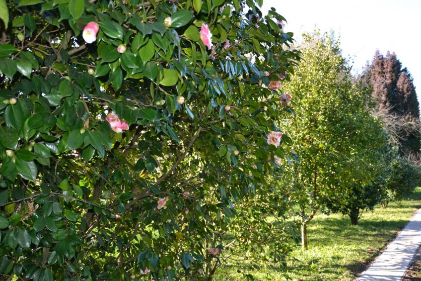 Quinta D'Avó Amélia, wunderschönes Landhaus zwischen den Bergen und dem Meer - foto 37