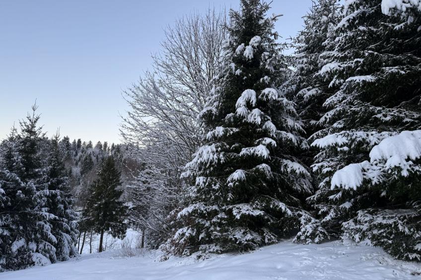 Cozy Bear Cabin - foto 40