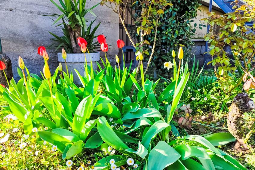 Papaveri e Papere - foto 29