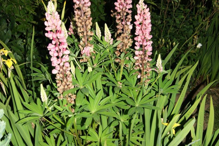 Charmante normannische Ferienwohnung Les chataigniers 2 Zimmer - foto 20